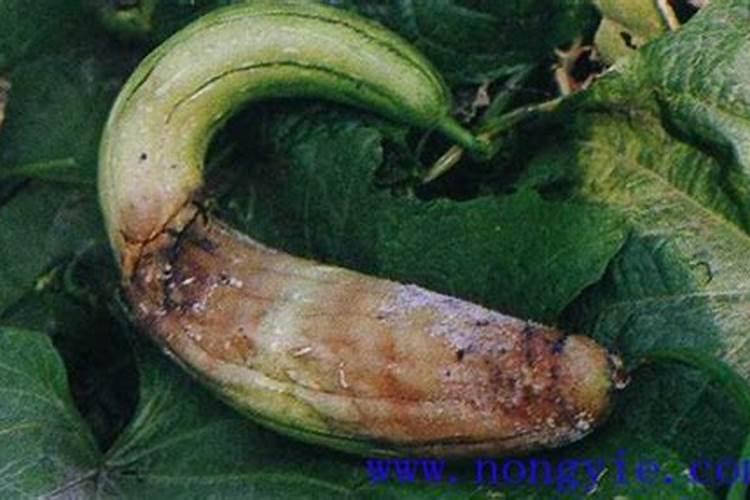 丝瓜绵腐病早防措施