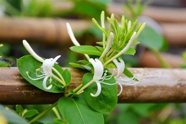 为什么我的金银花叶子脱落发黄茎根发黑