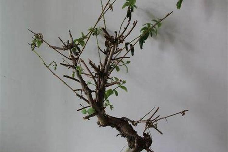我的金银花盆景叶子都干枯了,应该怎么处理