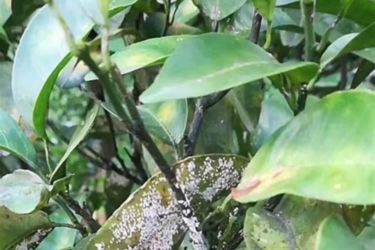 介壳虫防治全攻略：药剂选择与应用技巧