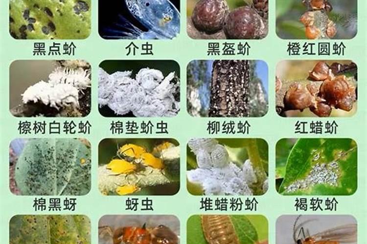 蚧壳虫用什么<a href=