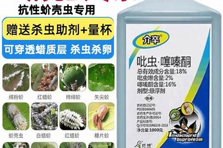 请问蚧壳虫用什么药防冶