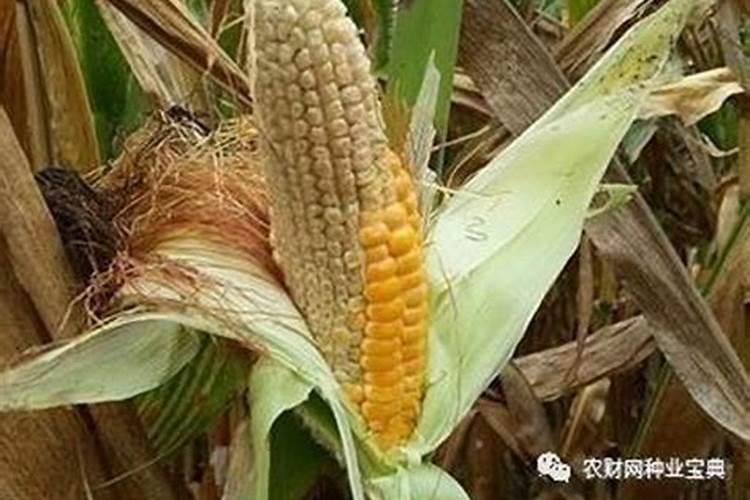 玉米果穗上部不结籽是什么原因？
