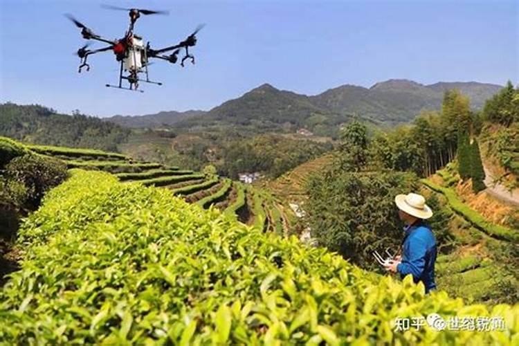 绿意盎然：无公害茶园的农药施用智慧