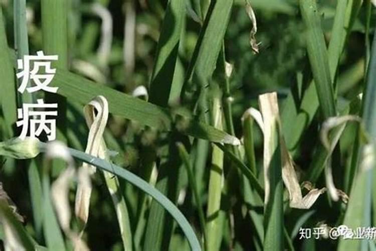 绿色守护：韭菜病虫害防治技术全解析