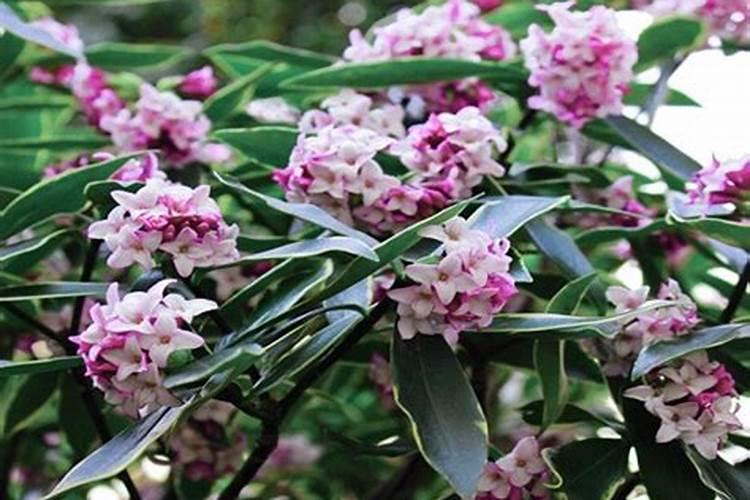 瑞香花的养殖方法和注意事项