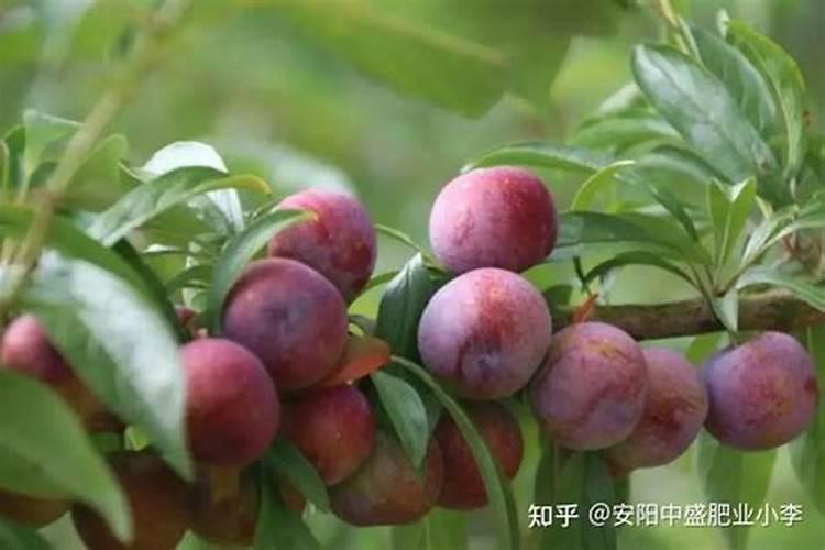 李子如何种植？李子花期注意哪些事项？
