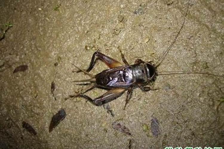 种萝卜如何防治油葫芦？