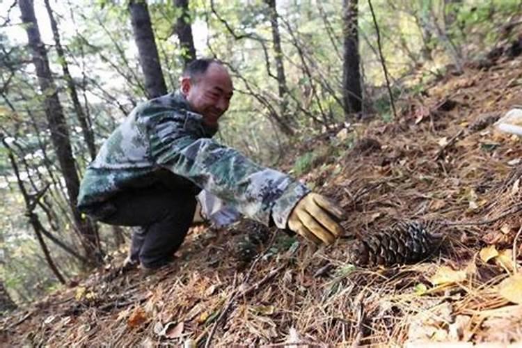 松子丰收秘籍：采摘技巧、病虫防治与高产方案全解析
