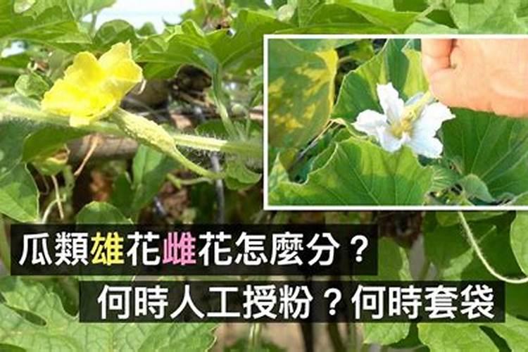 节瓜雄花多雌花少，是什么原因？