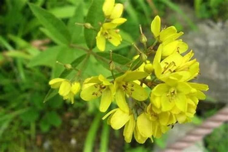 揭秘花卉施肥的黄金法则：掌握正确的时机与方法？