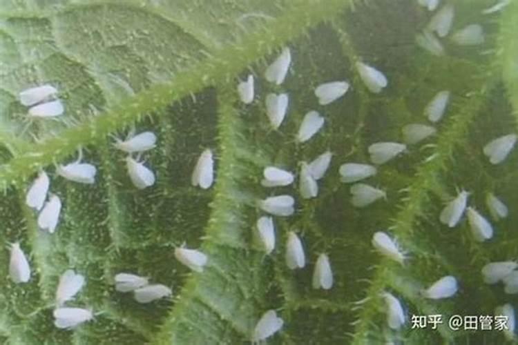 粉虱防治攻略：揭秘最有效的药物选择