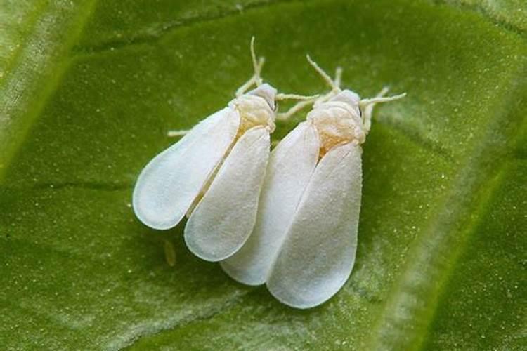 白粉虱有什么特效药？