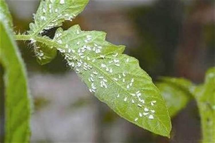 四季豆上的白飞虱用敌敌畏能根治吗？