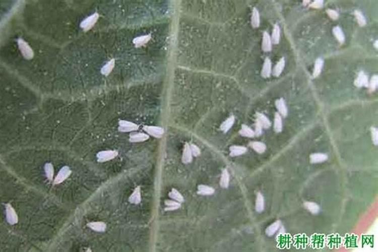 花长白粉虱用什么药