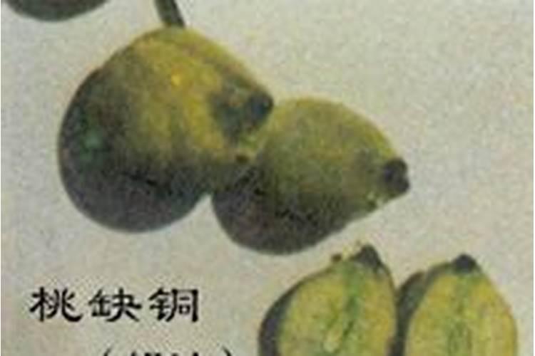 桃树营养失衡症状