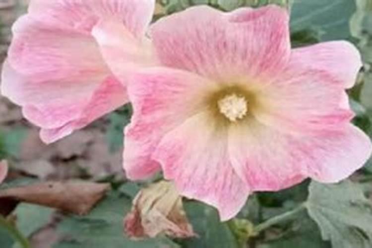 蜀葵花种子种植方法