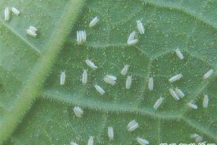 守护甘甜：有效防治西瓜与甜瓜上的瓜粉虱
