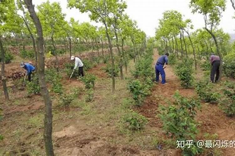 绿色守护者：农田杂草的生物防治法探秘