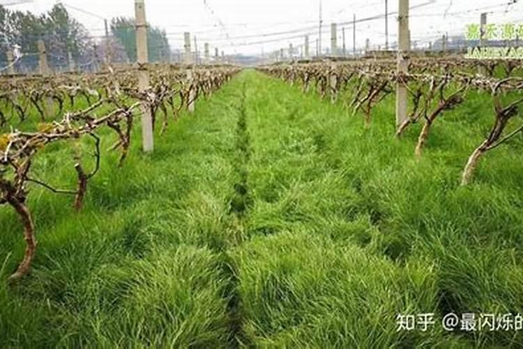 生物防治杂草方法的方法有哪些