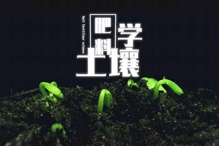 红花绽放的秘诀：土壤与肥料的智慧运用