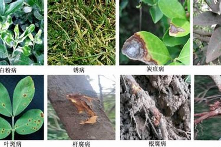 植物病害的病状表现？