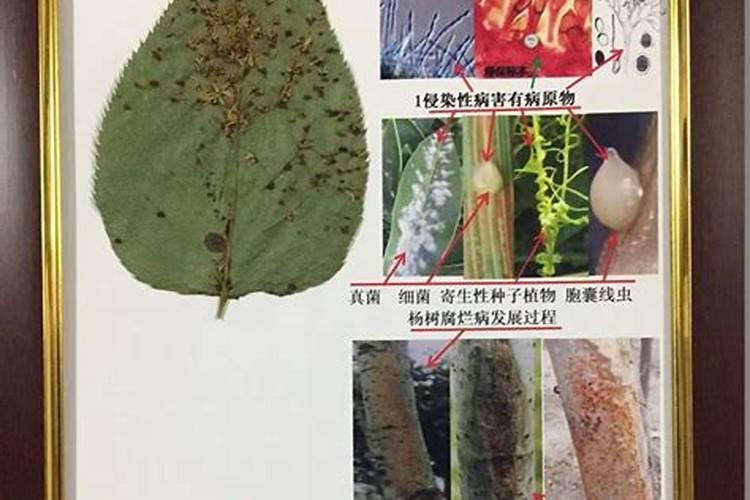 植物病害的病状有哪些？要详细的。