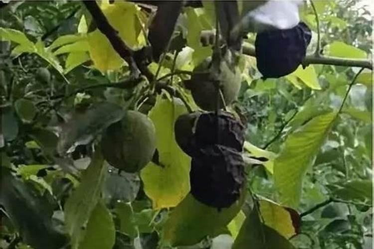 核桃果皮腐烂是什么原因？