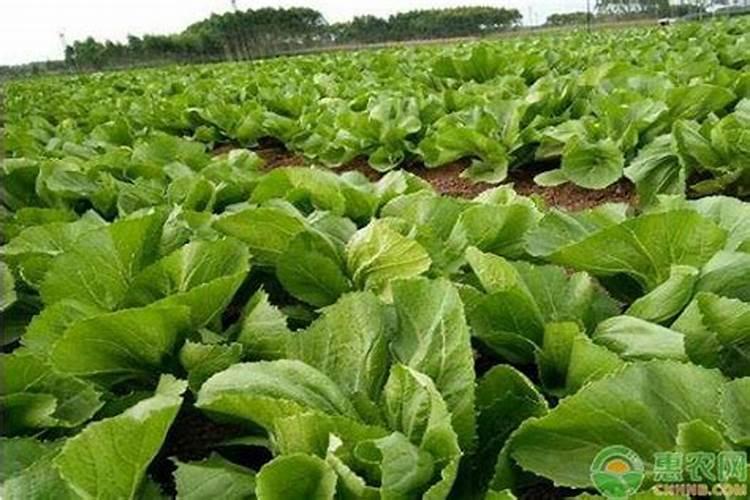 大头菜退化原因及复壮