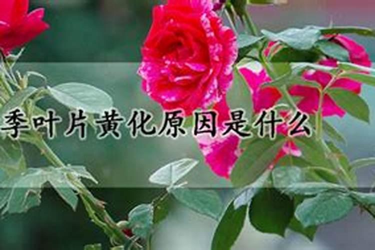 月季叶片黄化原因是什么？