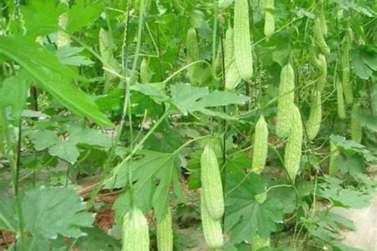 种植白苦瓜如何搭架整枝？