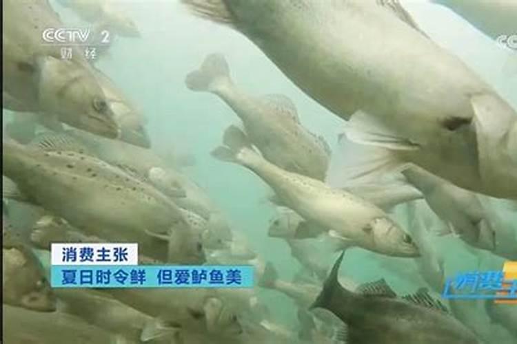 花鲈花鲈淡水池塘标准化养殖的鱼病防治