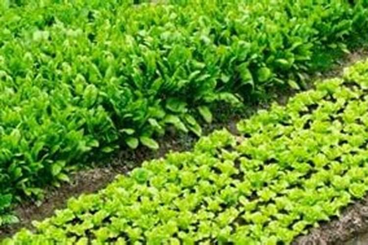 白菜出苗后怎样治虫子？
