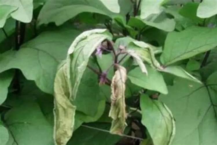 绿色盾牌：防治茄苗立枯病的综合农药技术指南