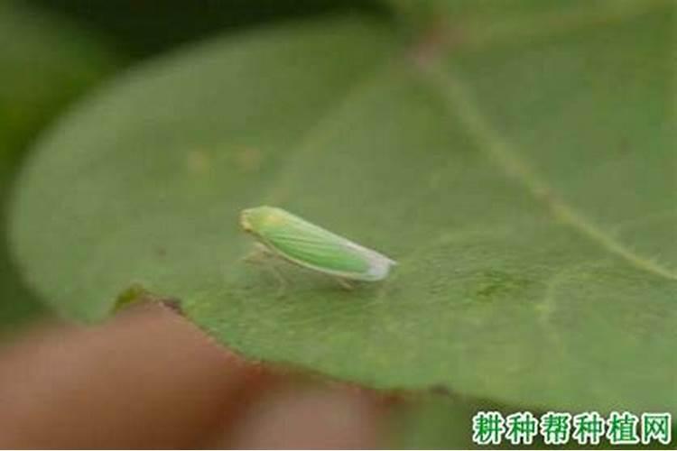 香菜大青叶蝉的防治