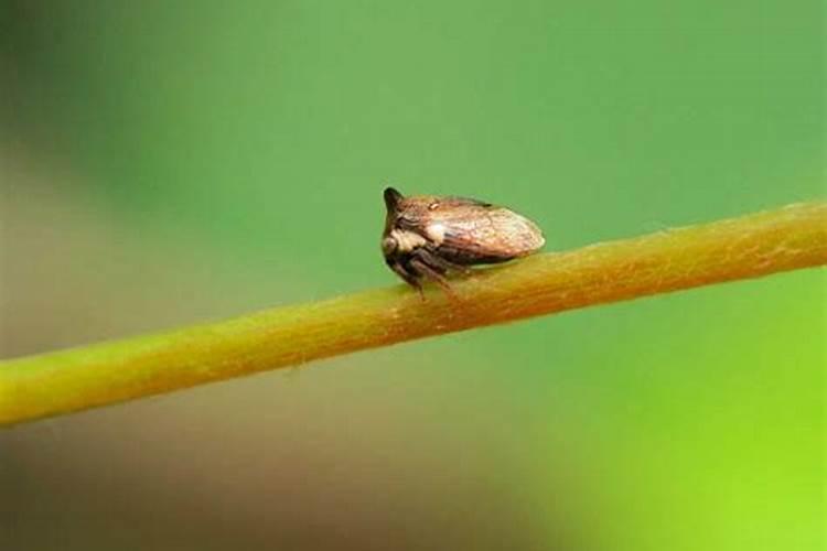 蘑菇虫害的农药防治技术：守护丰收的关键