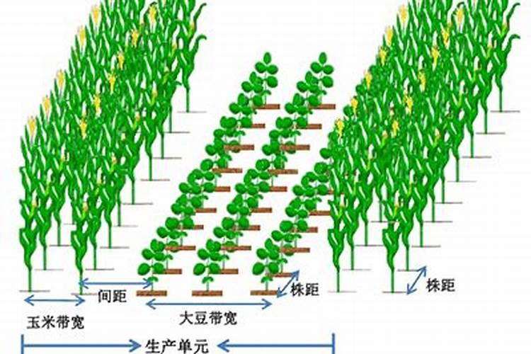 田间的艺术：棉花大豆豌豆间套种技术解析