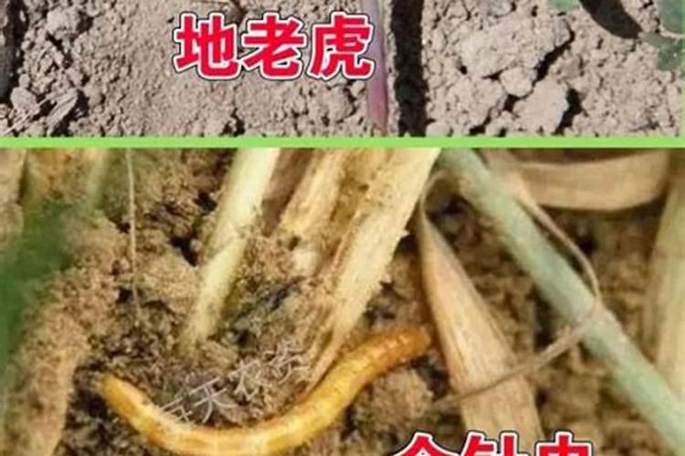 田间守护者：玉米地金针虫防治全攻略