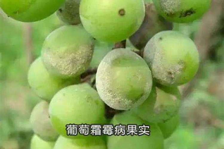 如何防治葡萄霜霉病？
