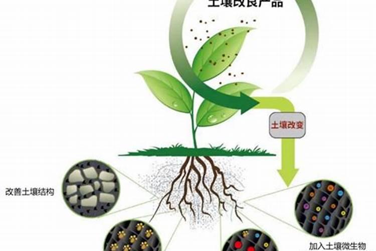 掌握含氯化肥的施用技巧：土壤与作物的双赢之道