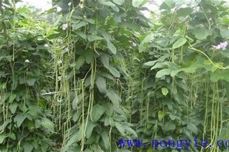 豇豆落花落荚的防治方法？