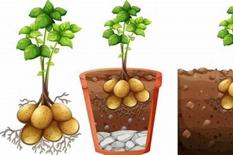 守护金黄宝藏：土豆大棚种植中的蛴螬防治策略