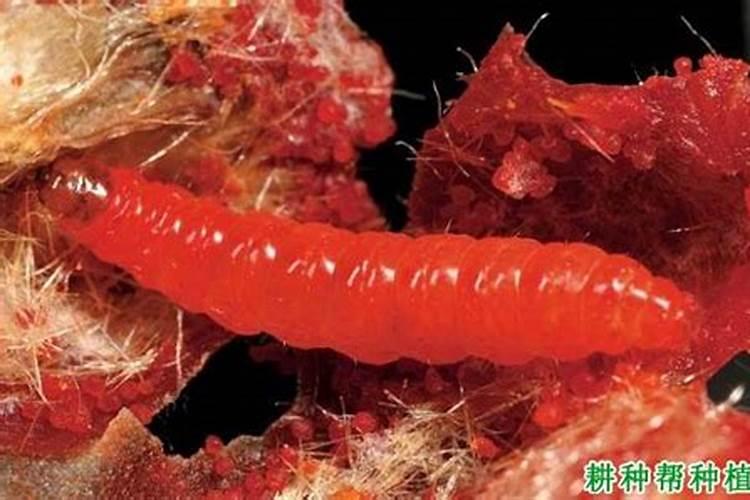 怎样才能解决桃蛀果蛾呢？