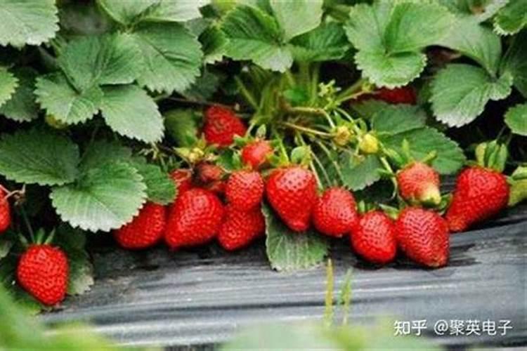 草莓炭疽病有什么症状？该怎样防治？