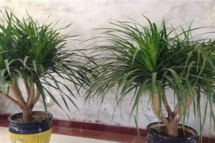 复合肥怎么给龙须树施肥？