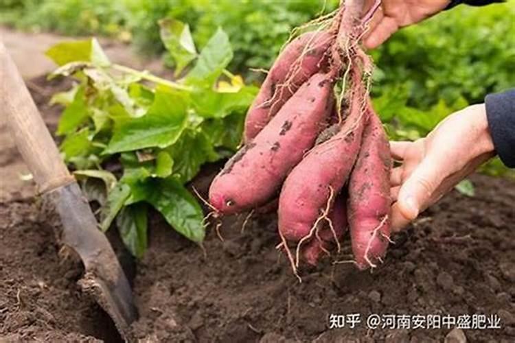红薯的土壤之选：揭秘理想种植环境