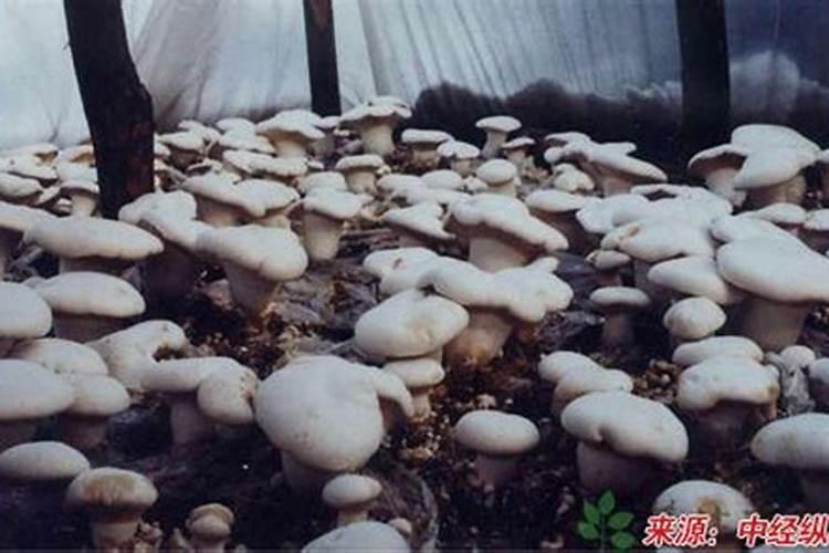 栽培白灵菇用什么原料最好？