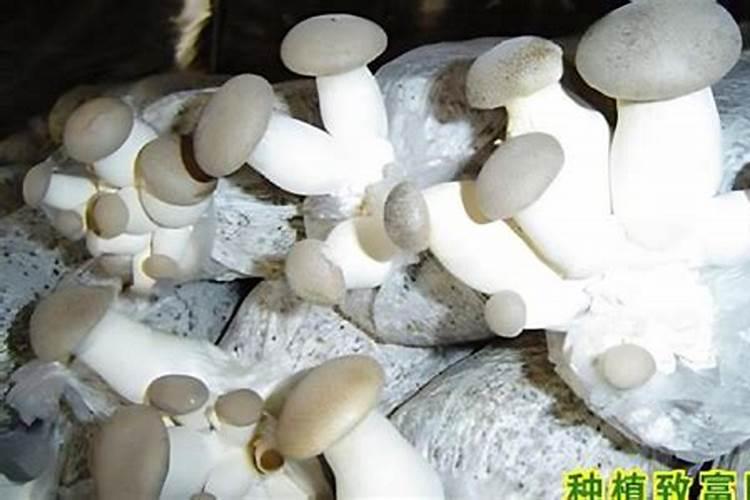 栽培杏鲍菇、白灵菇需哪些原辅材料？