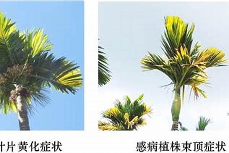 槟榔黄化病防治：策略与实践