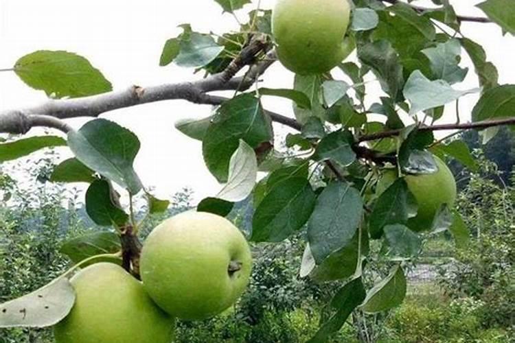 守护果实：苹果坐果期农药使用标准详解